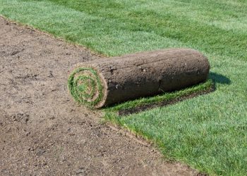 bermuda hazir rulo çim izmir ara ekimli