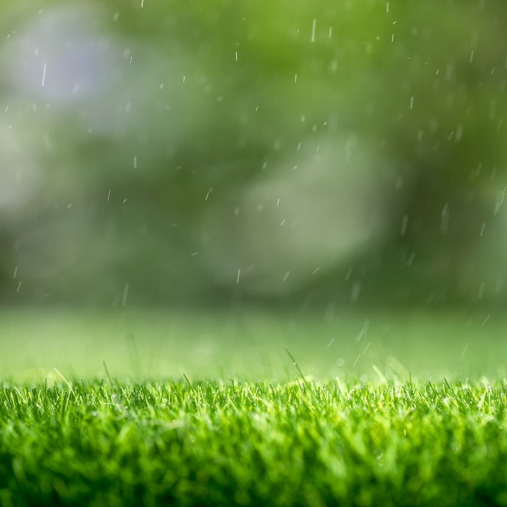 Paspalum Hazır Çim 1234