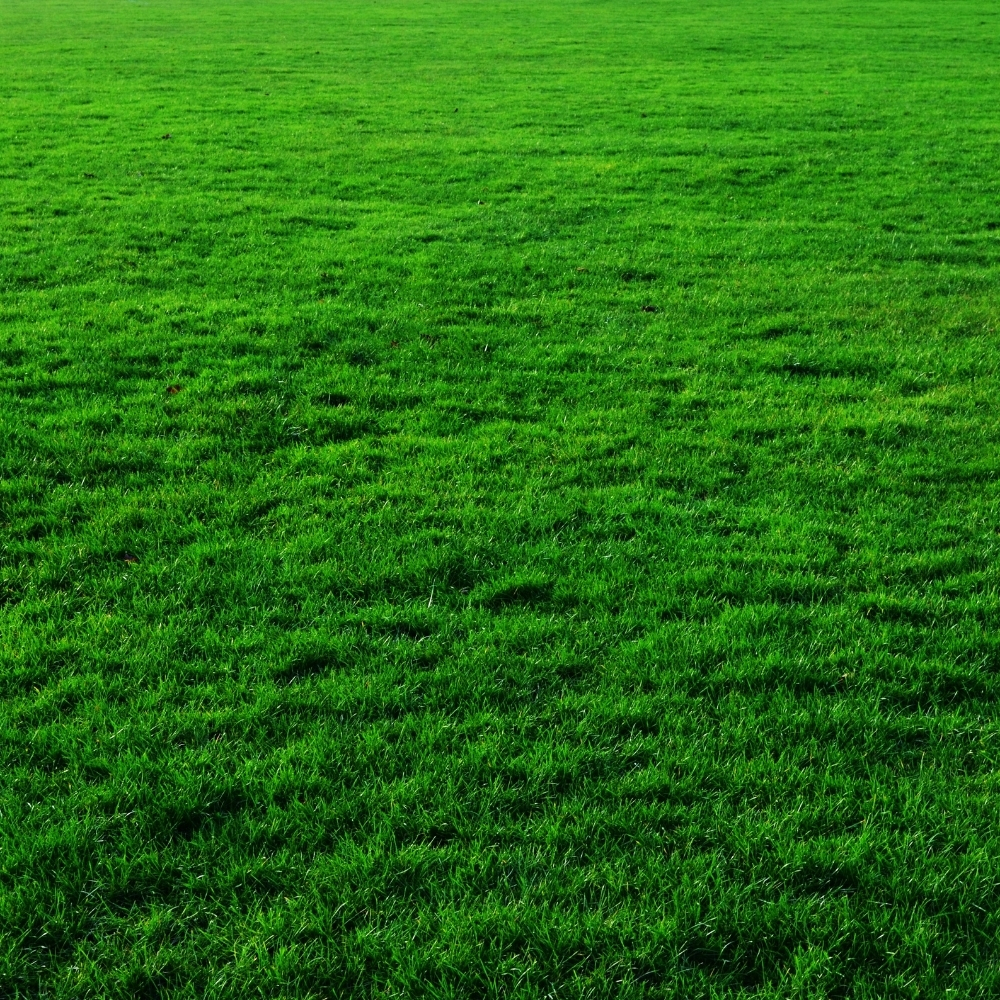 Paspalum Hazır Çim 12