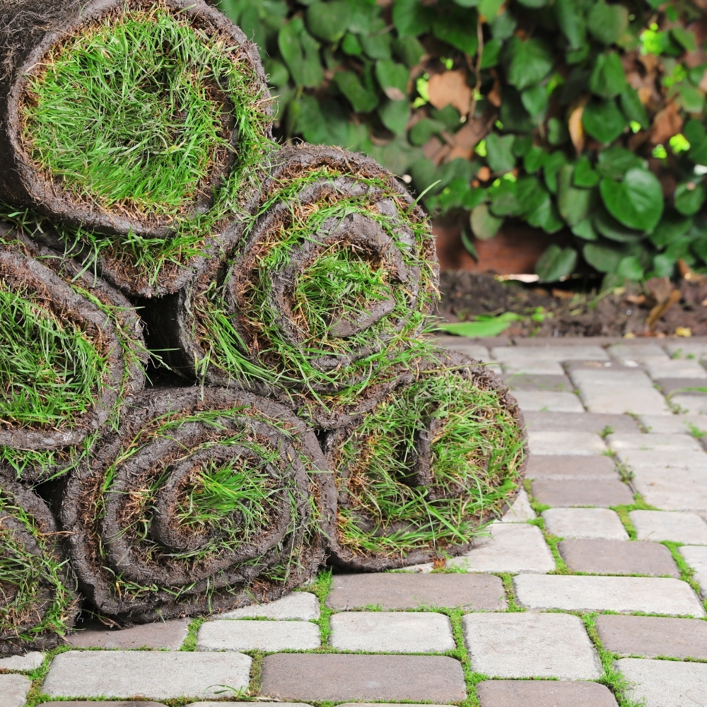 Paspalum Hazır Çim 1