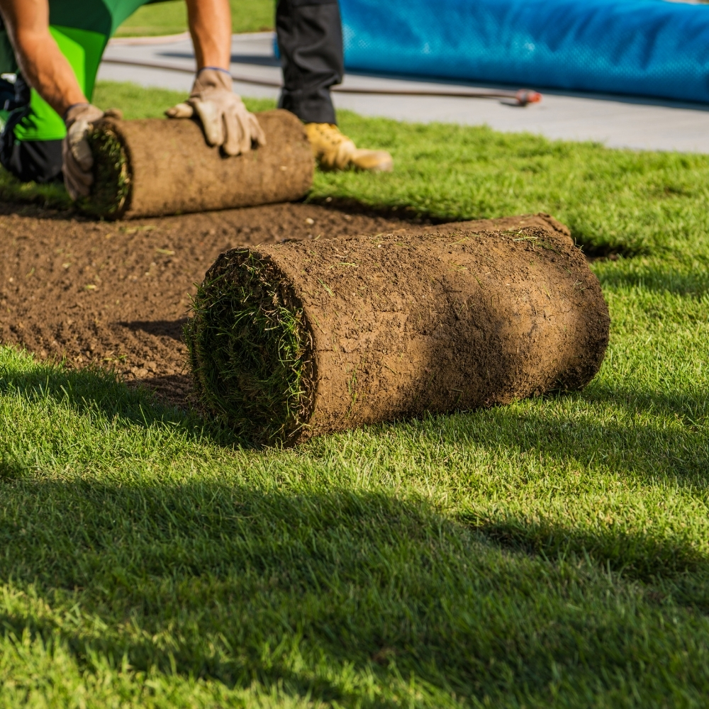 Paspalum Hazır Çim