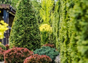 sus bitkileri ve agaclar