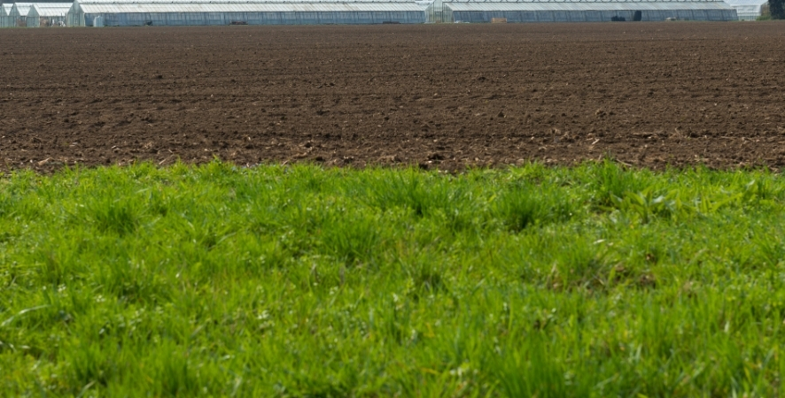 Adana da Hazır Çim Fiyatları Ne Kadar