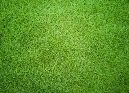 Bermuda Ara Ekimli Hazır Çim