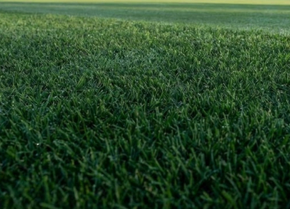 Bermuda Tifsport Çim Banner Görseli