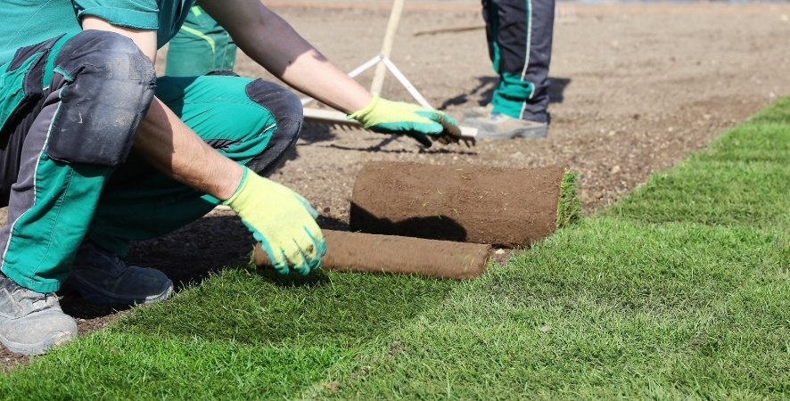 Çeşme Hazır Rulo Çim: Satış, Nakliye ve Uygulama
