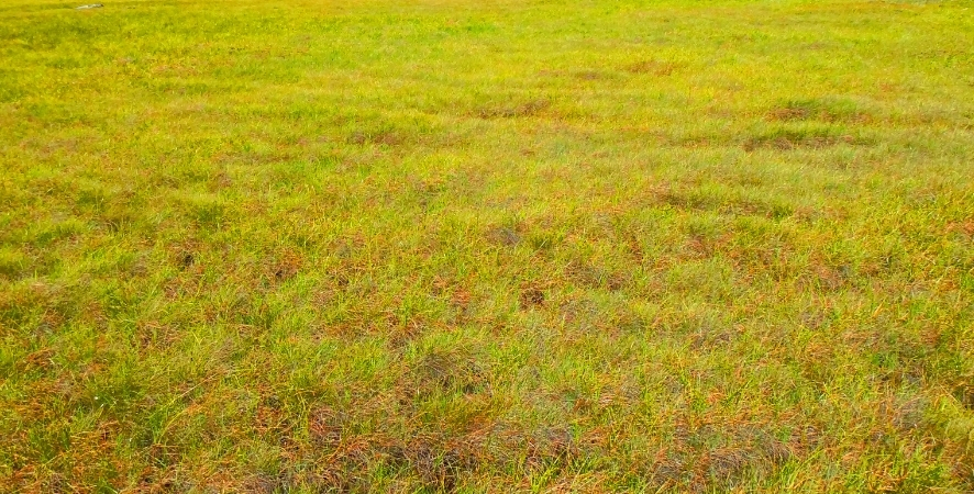 Çim Sararması Nedenleri, Çözüm Yolları