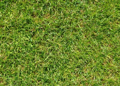 Dört Mevsim Yeşil Çim