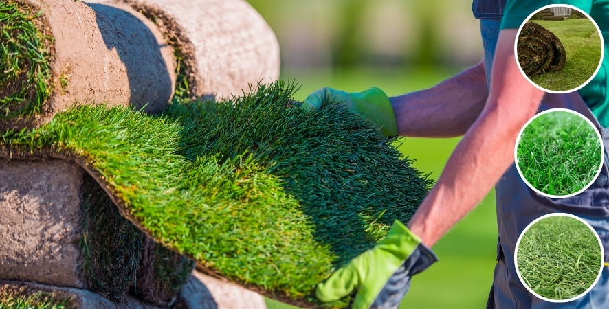 İzmir Hazır Rulo Çim