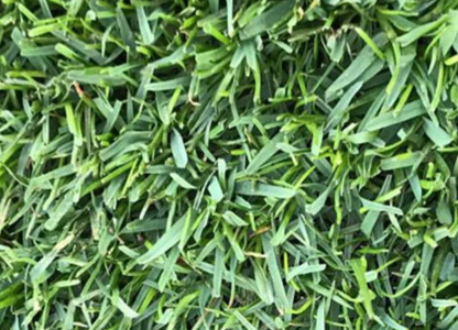 Paspalum Hazır Çim